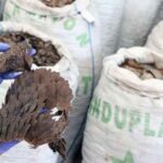 Customs seizes lion bones, pangolin scales worth N952million in Lagos