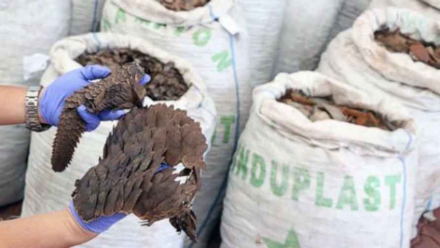 Customs seizes lion bones, pangolin scales worth N952million in Lagos