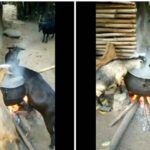 Shocking video of goats eating from pot on fire