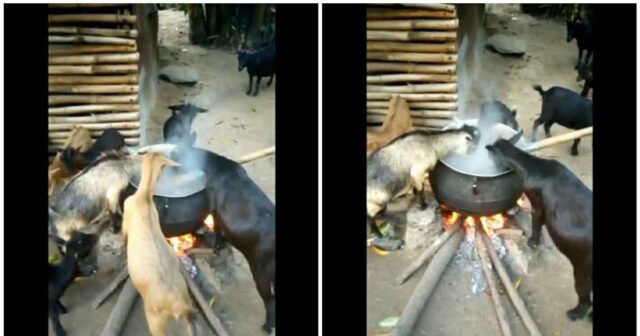 Shocking video of goats eating from pot on fire