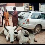 52-year-old man arrested for allegedly stealing cow in Kwara