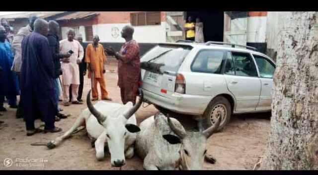 52-year-old man arrested for allegedly stealing cow in Kwara