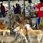 Petition to stop Nigerians from eating dogs signed by almost 9,000 people