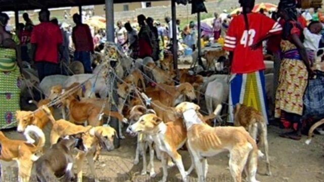 Petition to stop Nigerians from eating dogs signed by almost 9,000 people