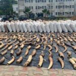 Pangolin scales, elephant tusks worth N22.3 billion intercepted in Lagos