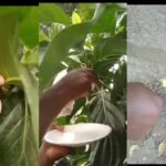 Shocking Video: ‘Egg’ tree spotted Growing in Ghana