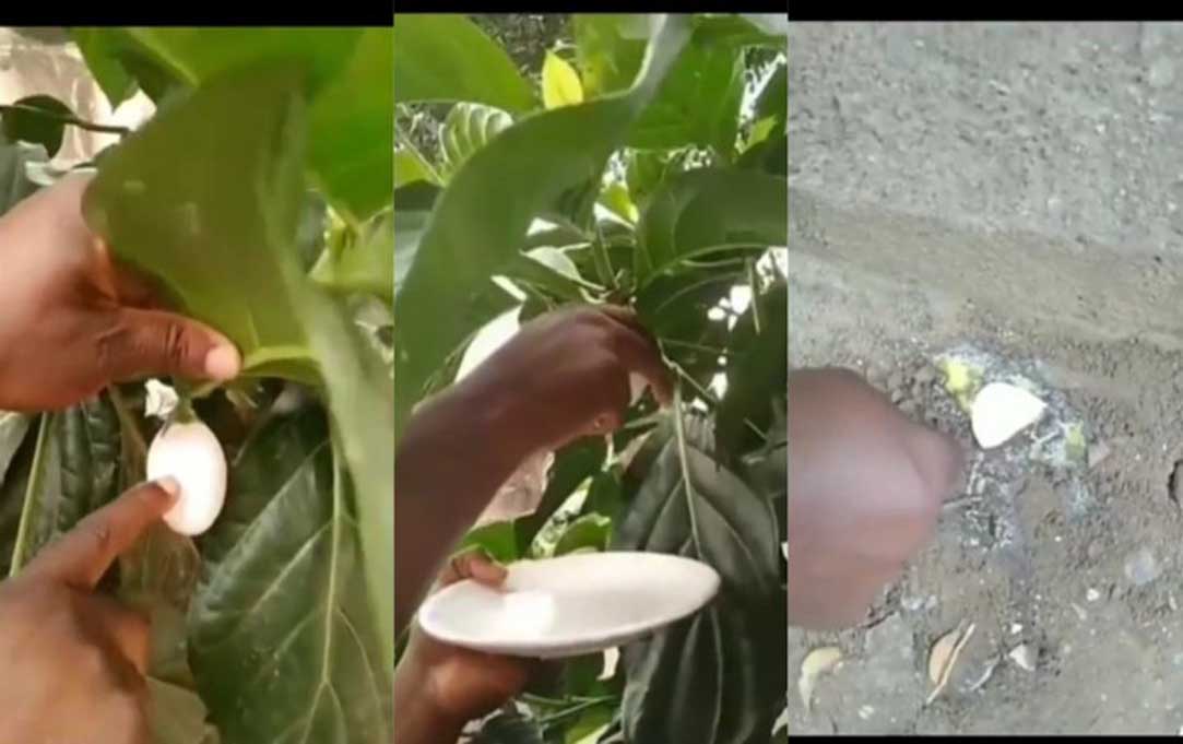 Shocking Video: ‘Egg’ tree spotted Growing in Ghana