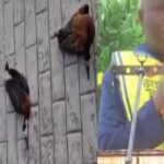 Lord’s Chosen members and their General Overseer, praise God as 6 big “strange” birds are found dead at the altar of the church’s headquarters in Lagos.