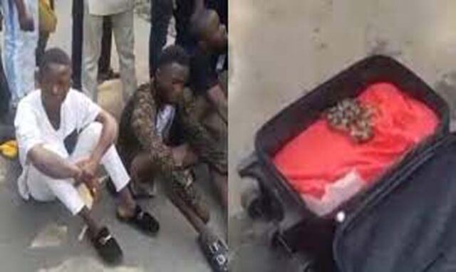 Suspected Yahoo boys arrested in a hotel after being caught with live snake in their luggage.