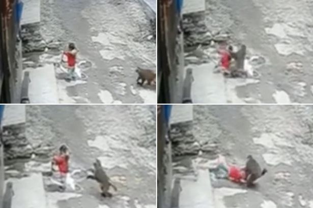 Monkey tries to kidnap girl in savage attack