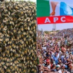 Mysterious bees disrupt APC rally in Kogi, chase supporters (video)