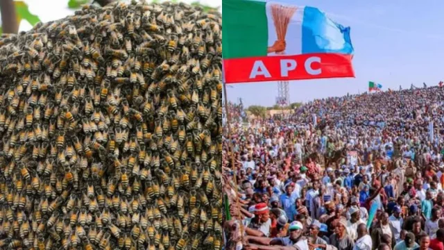 Mysterious bees disrupt APC rally in Kogi, chase supporters (video)