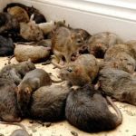 Rats eat 200kg of Cannabis Seized by Police from drug dealers