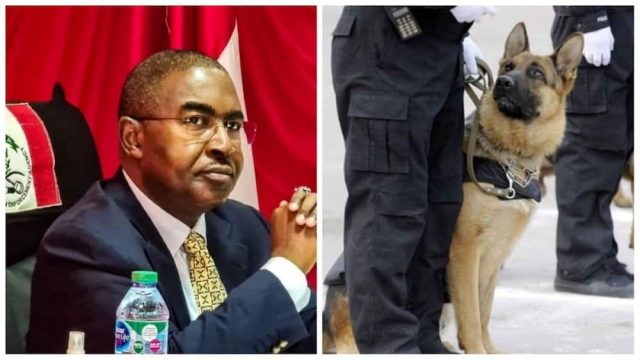 Each sniffer dog we buy costs $20,000 – NDLEA boss Marwa