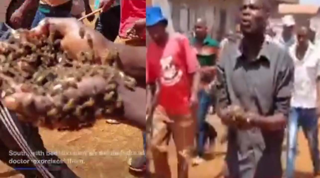 Cattle Thieves surrender to the police after being cuffed by bees sent by a witch doctor