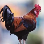 Kano Court Orders K!lling of 'Noisy' Cockerel for disturbing Neighbours