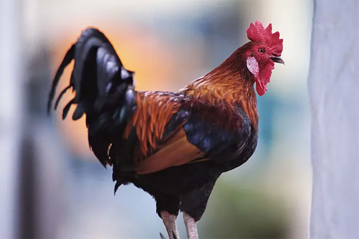 Kano Court Orders K!lling of 'Noisy' Cockerel for disturbing Neighbours