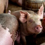 Veterinary services confirm outbreak of swine fever and anthrax in Nigeria