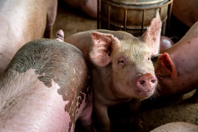 Veterinary services confirm outbreak of swine fever and anthrax in Nigeria