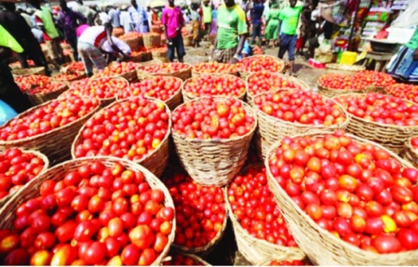 Why Price Of Tomatoes Surged By 130 Per Cent