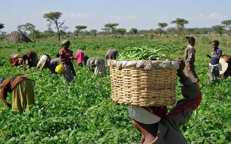 We Can No longer Buy Fertilizers, We Want The Days Of Buhari Back – Farmers Association President