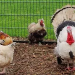 Christmas: Chicken now costs N25,000 while turkey costs N130,000 as price of other basic food items skyrocket