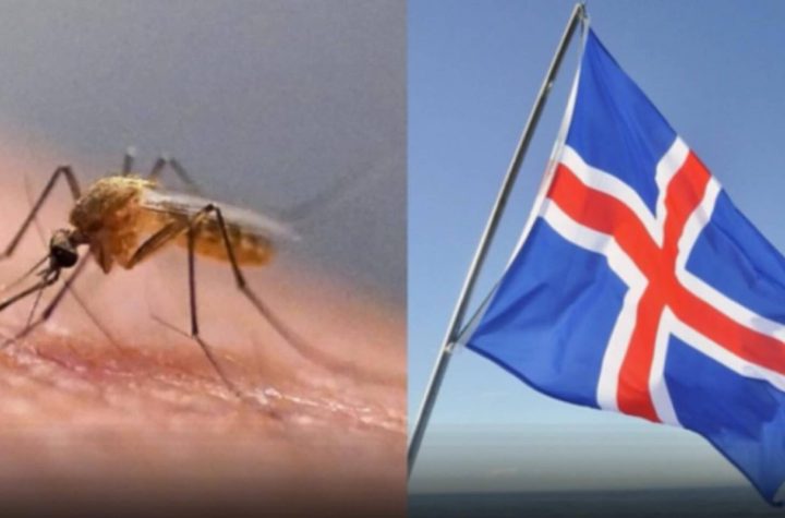 Mosquitoes Detected in Iceland for the First Time Following Unprecedented Heatwave