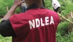 Caught in 4k: Partners in crime chill in NDLEA’s net after failed dr¥g sm¥ggling attempt into Ondo prison