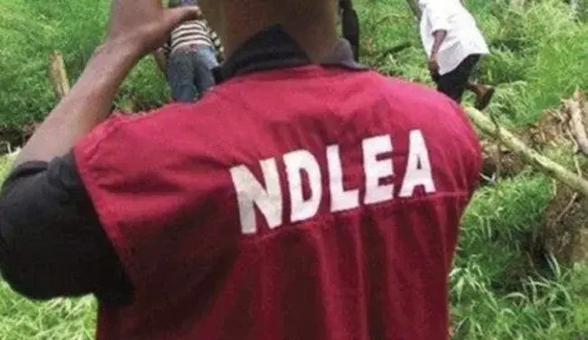 Caught in 4k: Partners in crime chill in NDLEA’s net after failed dr¥g sm¥ggling attempt into Ondo prison