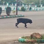 "Chaos at Ebonyi Govt House: Workers flee as stray dog sparks security panic."