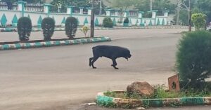 "Chaos at Ebonyi Govt House: Workers flee as stray dog sparks security panic."
