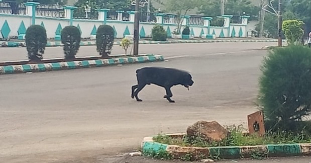 "Chaos at Ebonyi Govt House: Workers flee as stray dog sparks security panic."
