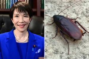 I’m so lonely I befriended a cockroach — Japanese PM says she felt lonely or maybe sad when staff got rid of the cockroach in her home