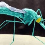 Scientists Raise Alarm as Insecticide-Resistant Malaria Mosquito Spreads Across Africa