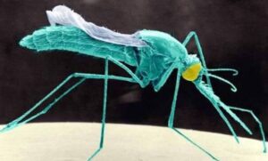 Scientists Raise Alarm as Insecticide-Resistant Malaria Mosquito Spreads Across Africa