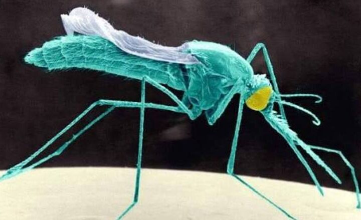 Scientists Raise Alarm as Insecticide-Resistant Malaria Mosquito Spreads Across Africa