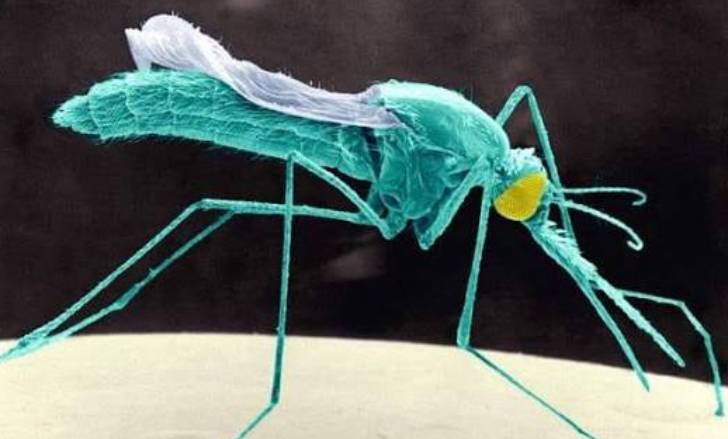 Scientists Raise Alarm as Insecticide-Resistant Malaria Mosquito Spreads Across Africa