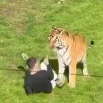 Tiger k+lls Man who jumped into its enclosure at wildlife park in U.K