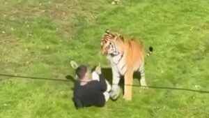 Tiger k+lls Man who jumped into its enclosure at wildlife park in U.K