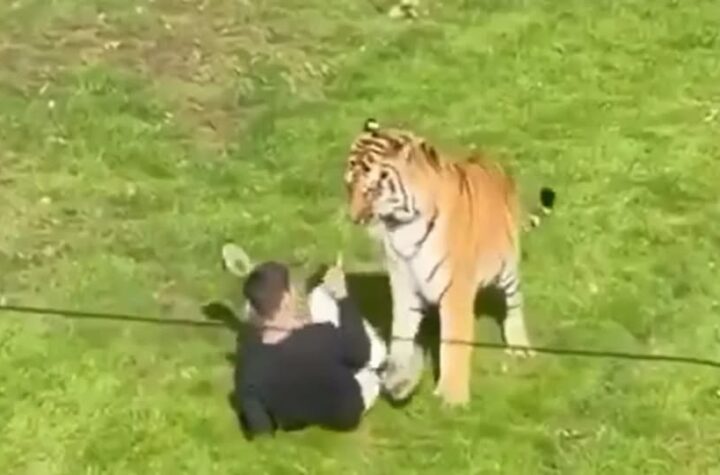 Tiger k+lls Man who jumped into its enclosure at wildlife park in U.K
