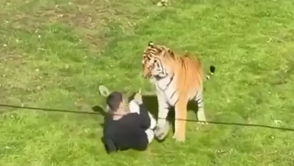 Tiger k+lls Man who jumped into its enclosure at wildlife park in U.K